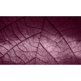 Skinwall - 125B - Hoja